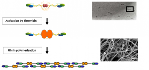 Fibrin polymerisation